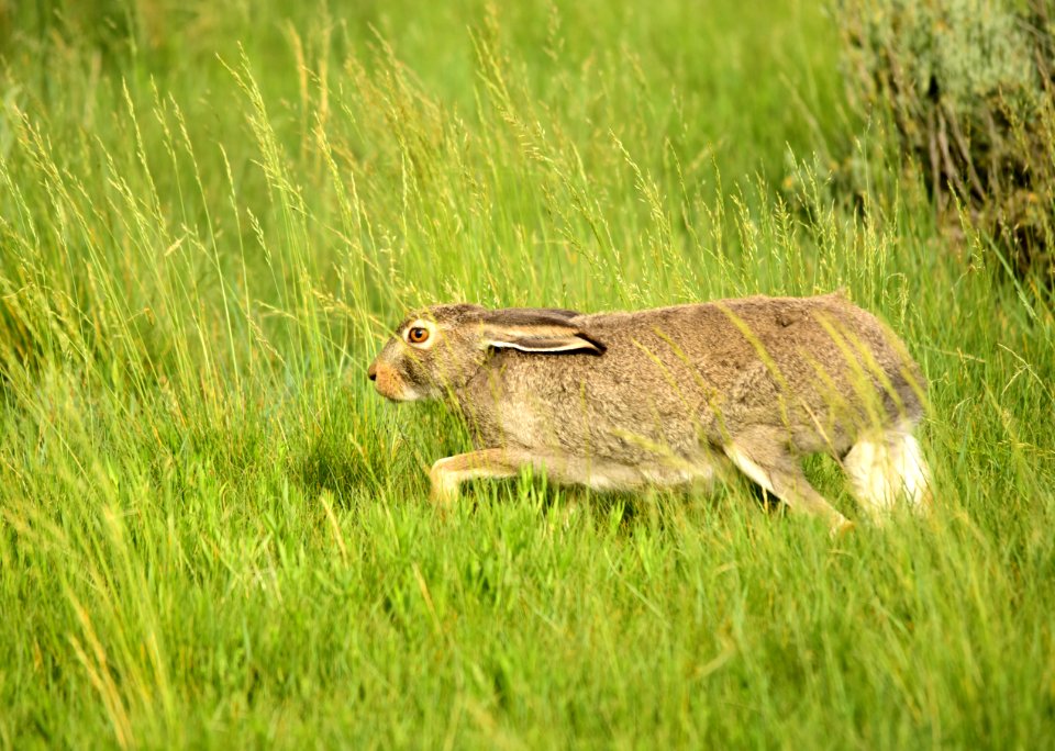 White-tailed jackrabbit at Arapaho National Wildlife Refuge