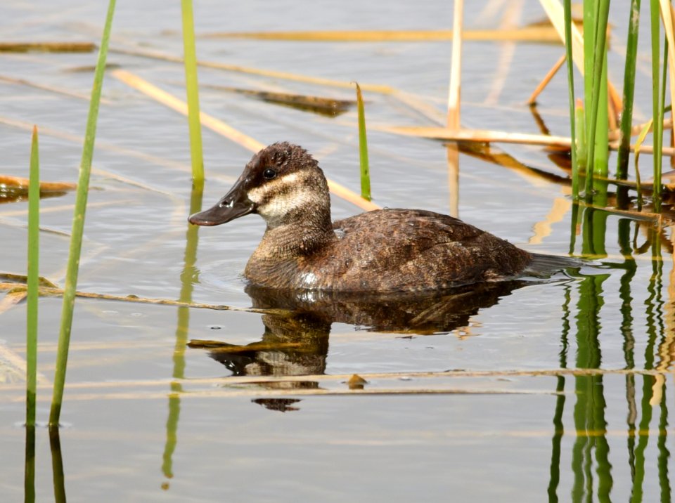 Ruddy duck at Seedskadee National Wildlife Refuge