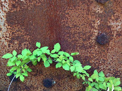 2013/365/144 Viny Rust