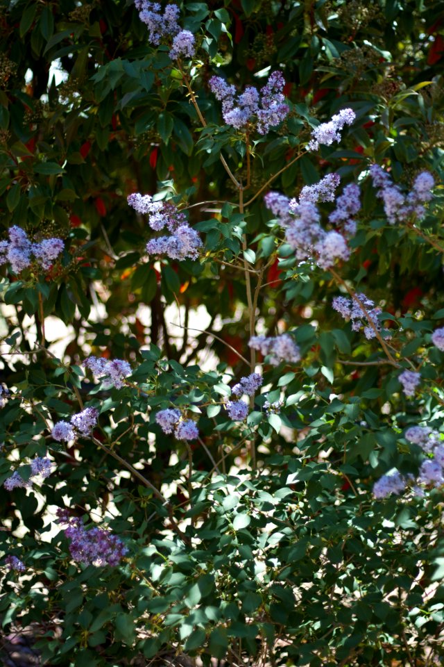 The Lilacs Have Never Been Fuller