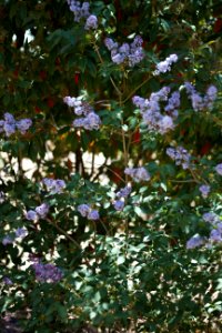 The Lilacs Have Never Been Fuller