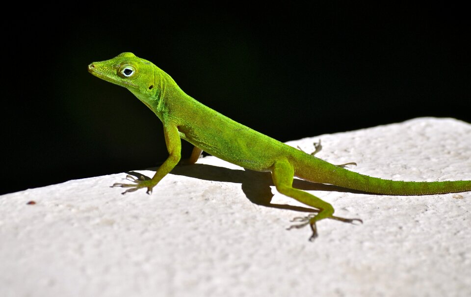 Lizard rainforest natural