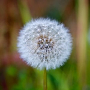 Dandelion02 photo