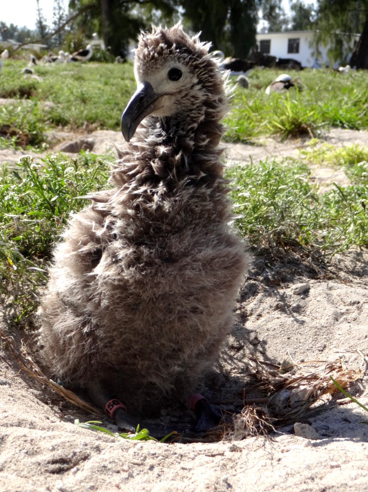 Wisdom's chick photo