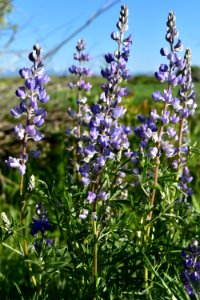 Silvery lupine (Lupinus argenteus) on Arapaho National Wildlife Refuge