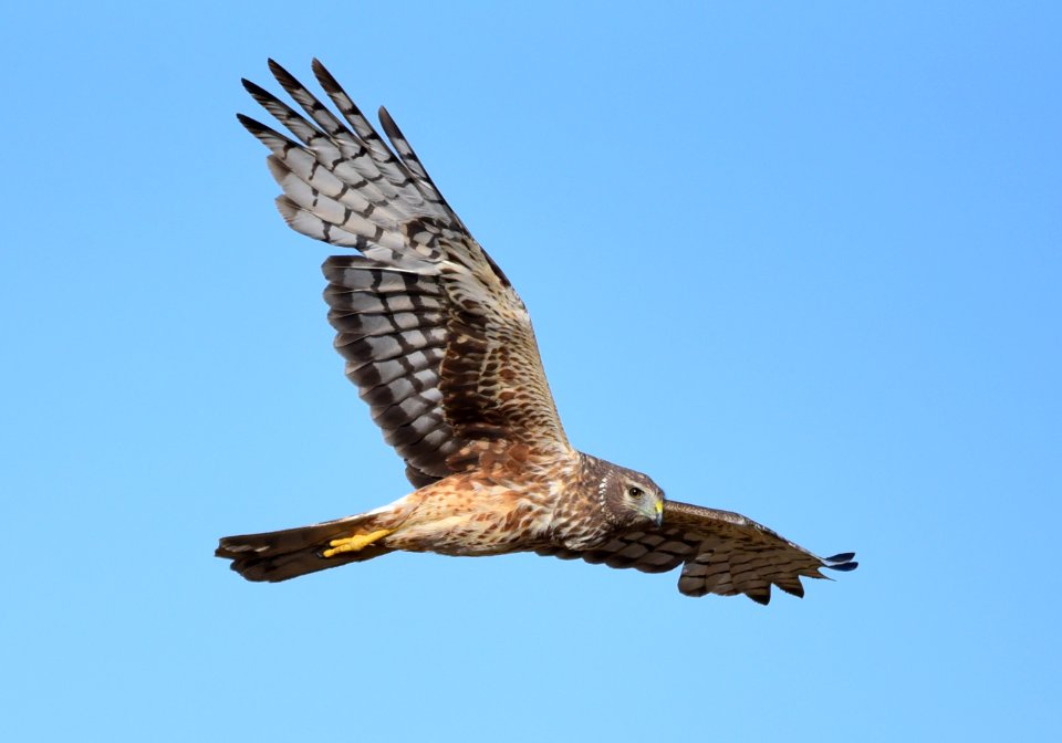 Northern harrier at Seedskadee National Wildlife Refuge