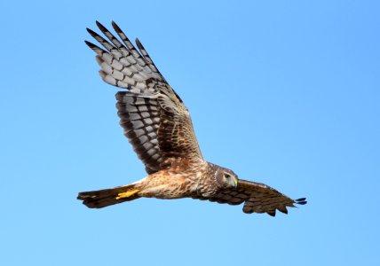 Northern harrier at Seedskadee National Wildlife Refuge