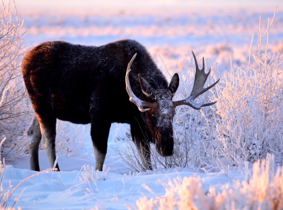 Moose at Seedskadee National Wildlife Refuge