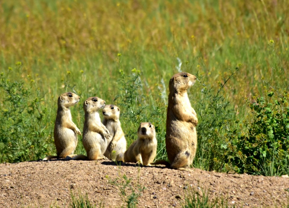 White-tailed prairie dog on Arapaho National Wildlife Refuge
