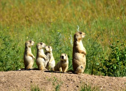 White-tailed prairie dog on Arapaho National Wildlife Refuge