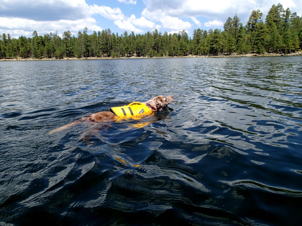 Enough of this Sitting, I'm Swimming For It