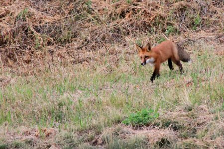 Fox On The ALCAN 1