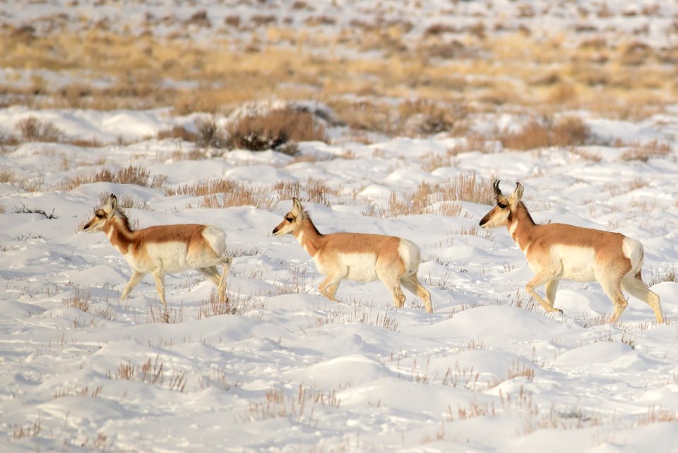 Pronghorn at Seedskadee National Wildlife Refuge