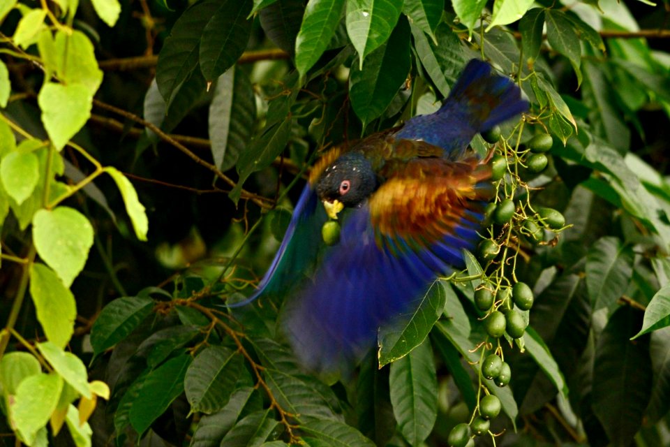 Pionus chalcopterus. Cotorra maicera.