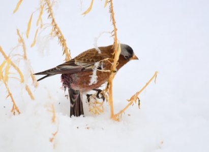 Gray-crowned rosy-finch at Seedskadee National Wildlife Refuge