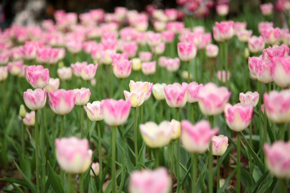 Sea of flowers spring green