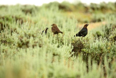 Brown headed cowbird on Arapaho National Wildlife Refuge