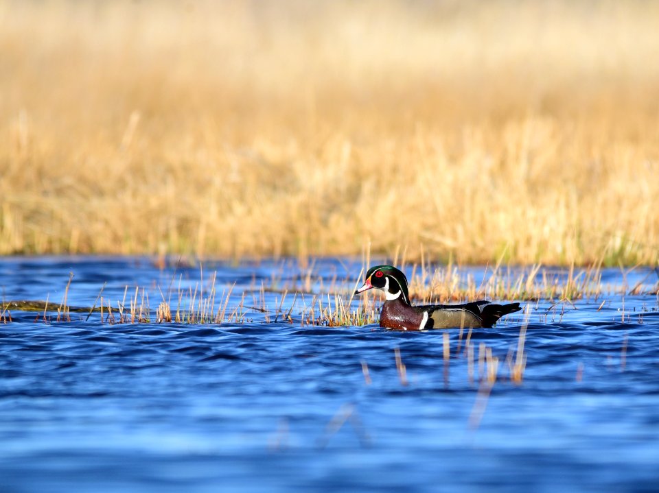 Wood duck at Seedskadee National Wildlife Refuge