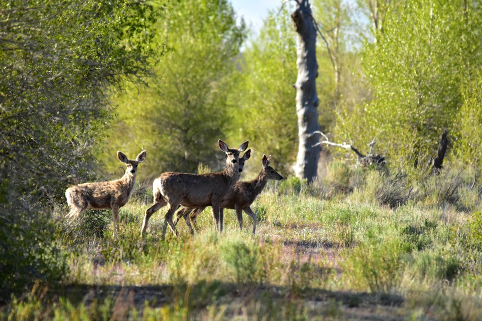 Mule deer at Seedskadee National Wildlife Refuge