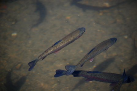 Rainbow Trout