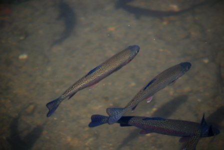 Rainbow Trout photo