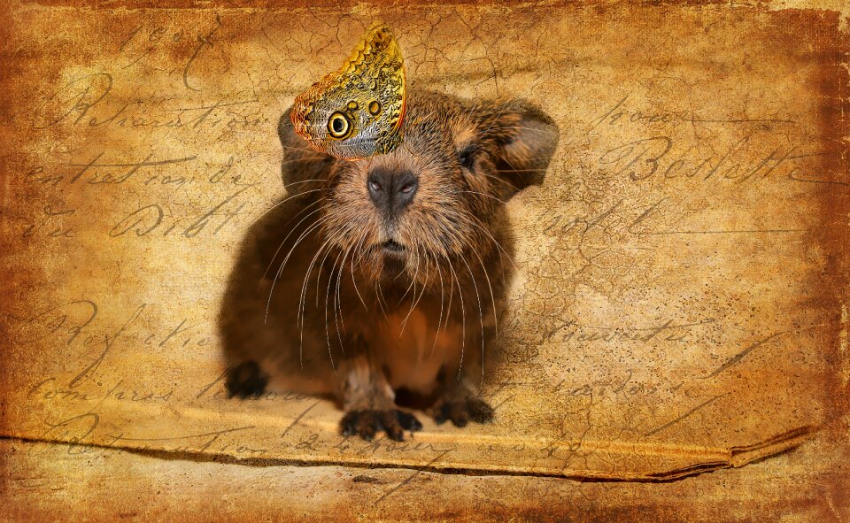 Lemonagouti black-cream-agouti agouti