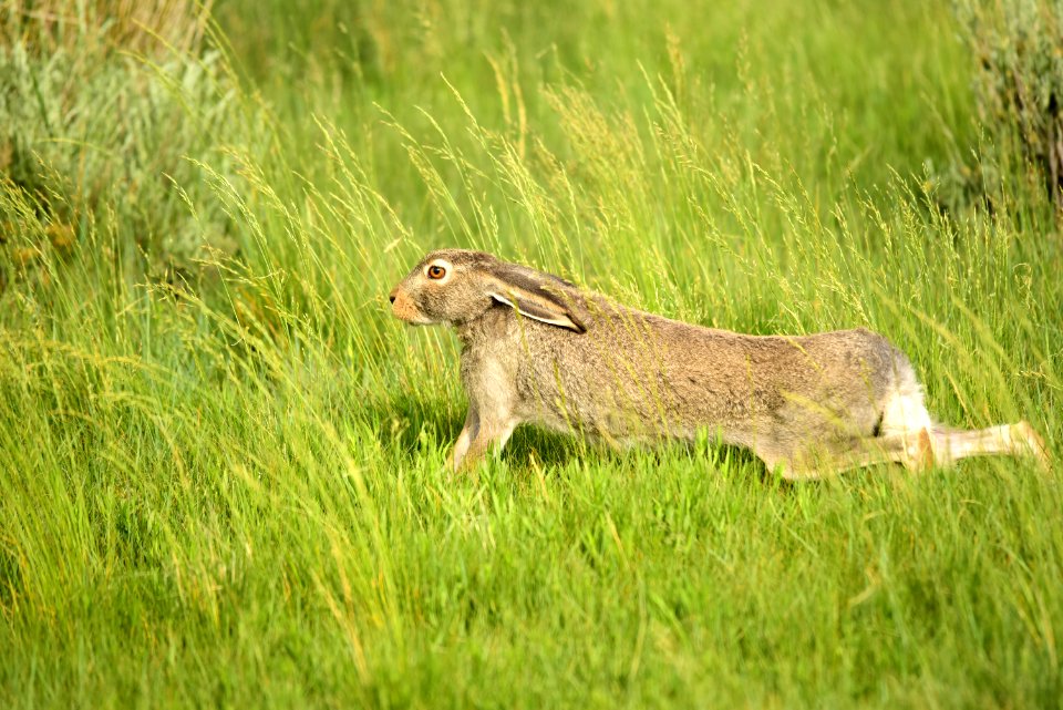 White-tailed jackrabbit at Arapaho National Wildlife Refuge