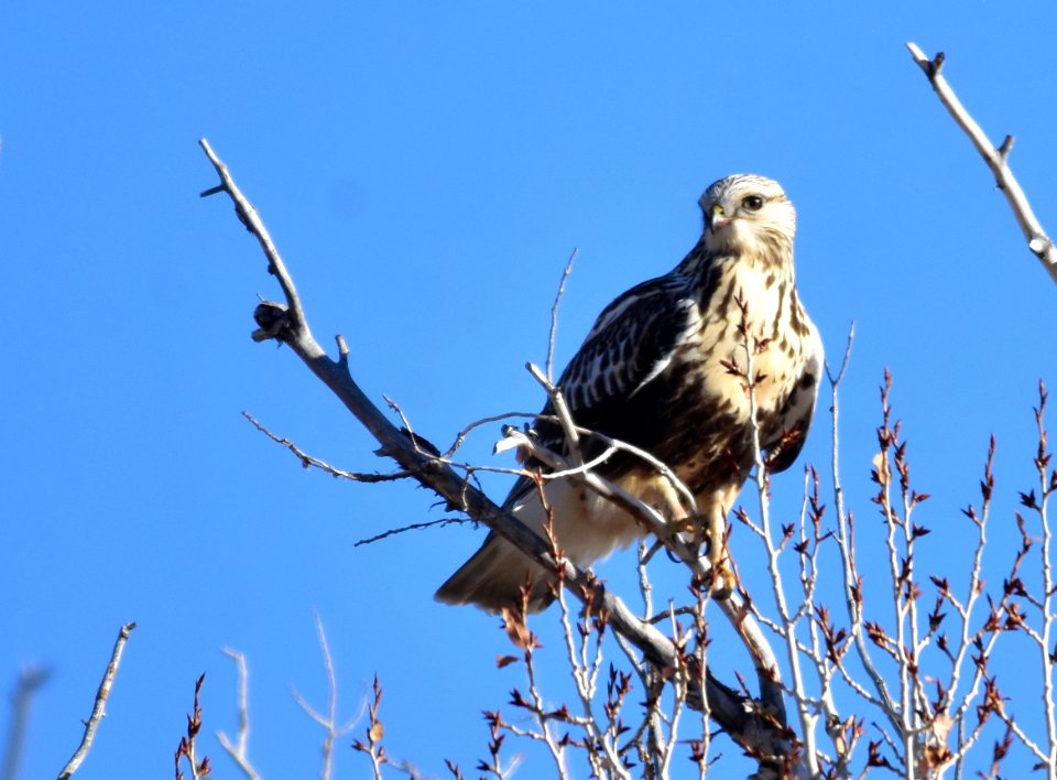 Rough-legged hawk at Seedskadee National Wildlife Refuge