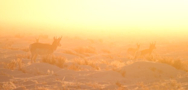 Pronghorn in sunset fog at Seedskadee National Wildlife Refuge