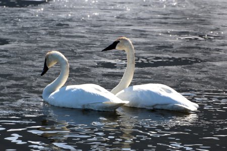 Trumpeter Swans photo