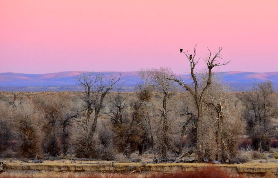 Bald eagle at Seedskadee National Wildlife Refuge