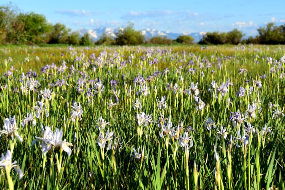 Rocky mountain iris (Iris missouriensis) at Arapaho National Wildlife Refuge