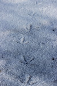 Frosty Pheasant Track