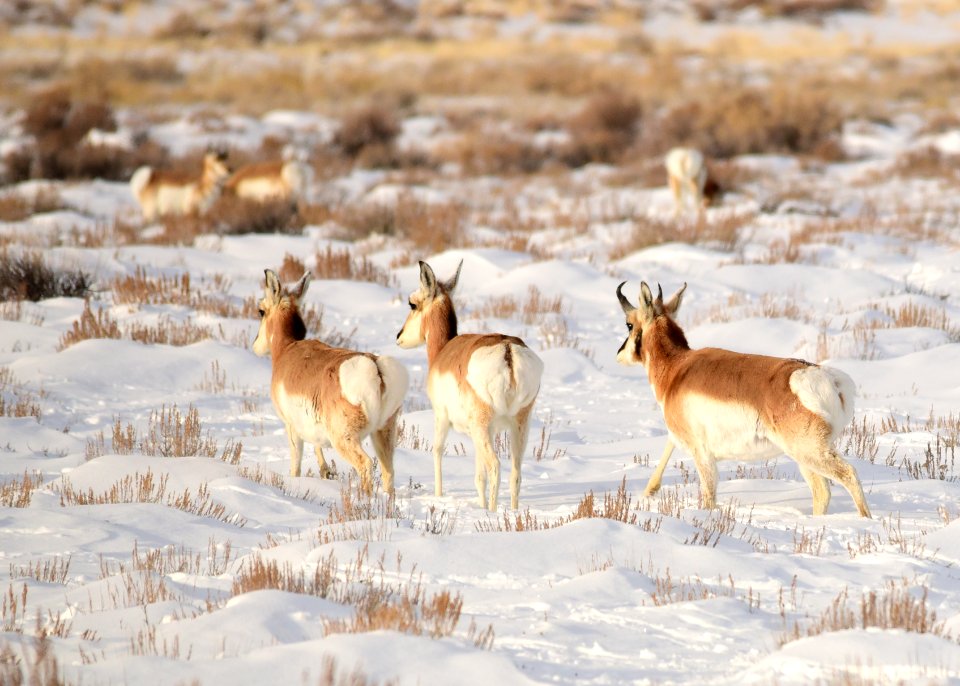 Pronghorn at Seedskadee National Wildlife Refuge