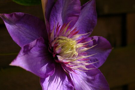Bloom purple flower photo