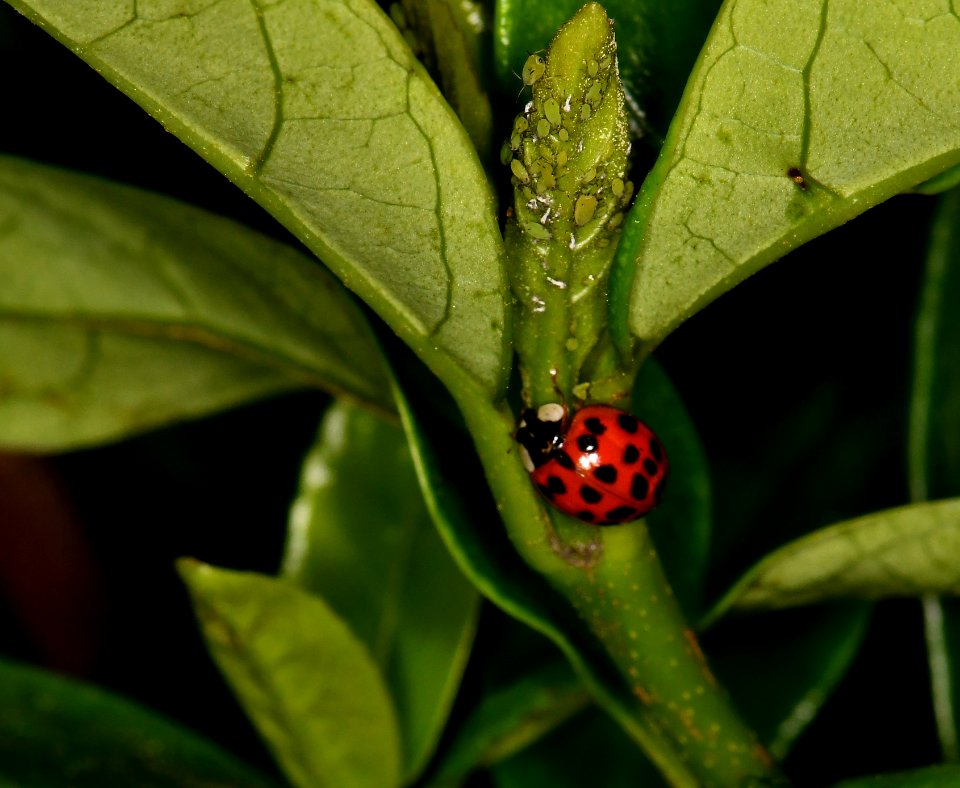 Ladybug eating aphids.