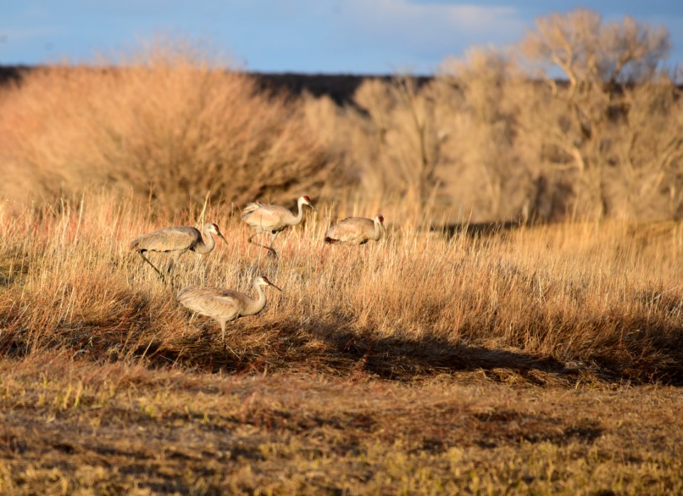 Sandhill cranes at Seedskadee National Wildlife Refuge