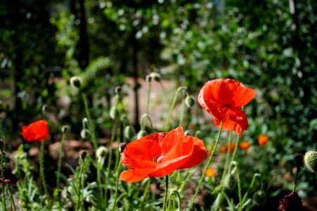 Red Poppies