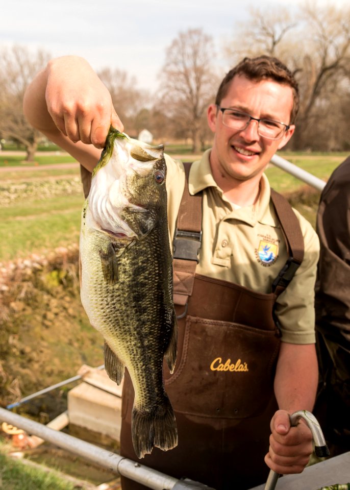 Largemouth bass at a fish hatchery photo