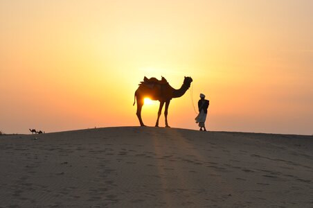 Sunset camel sand photo