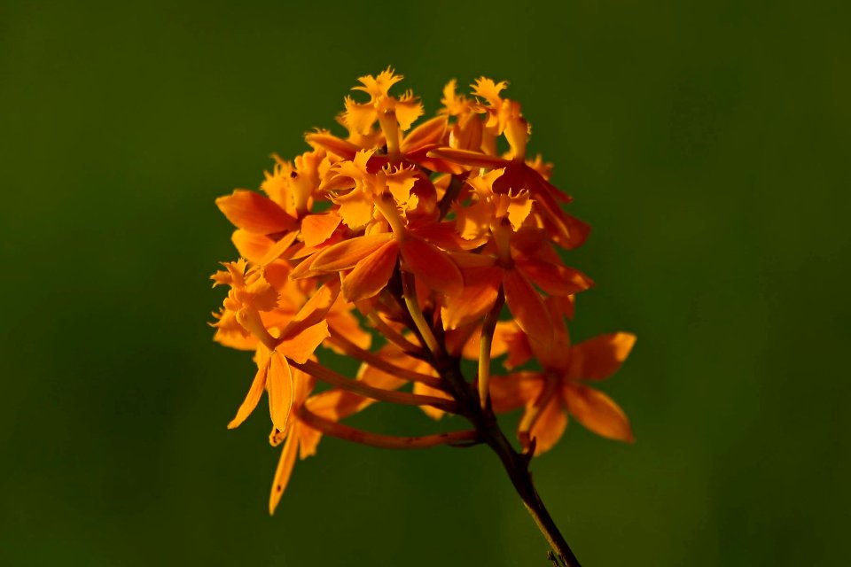 Epidendrum ibaguense - Pajaritos