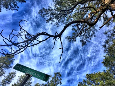 2016/366/329 Danger Is On Woodpecker Lane photo