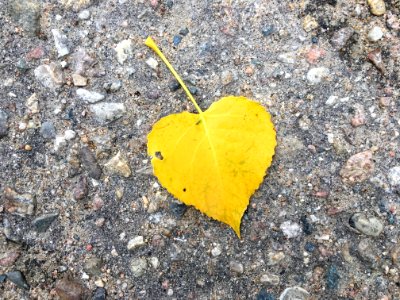 <3 Poplar Leaves