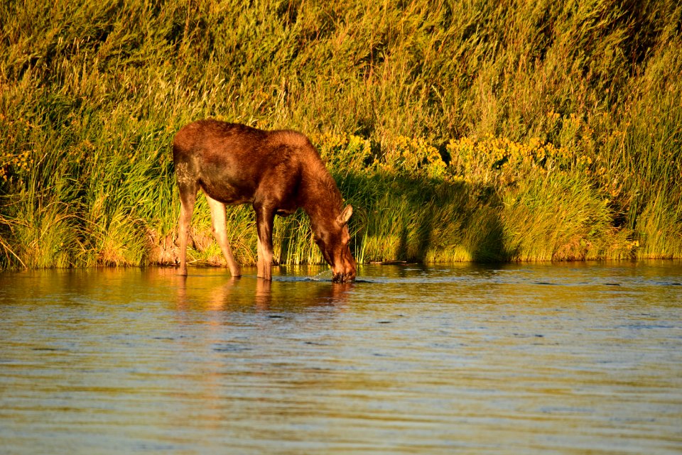 Moose at Seedskadee National Wildlife Refuge