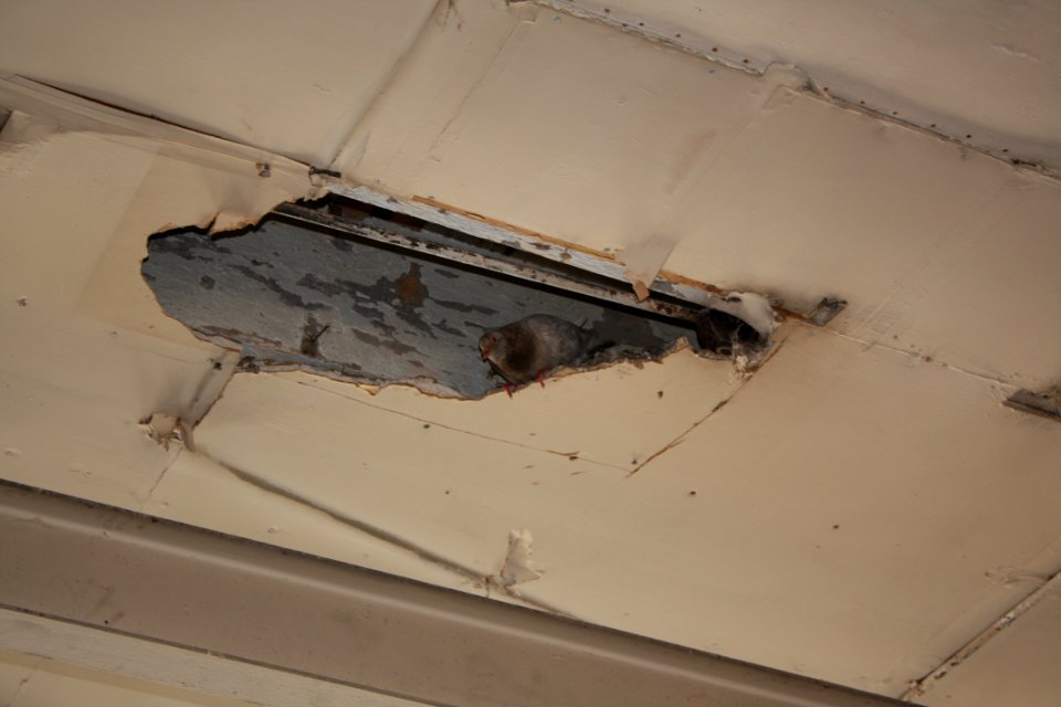 Ceiling Pigeon is watching you plan