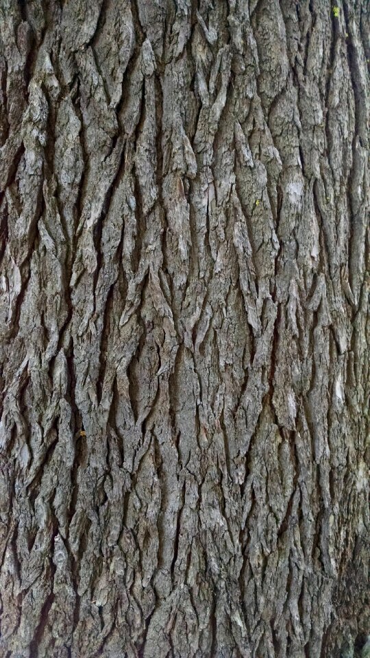 Pine rough gray tree