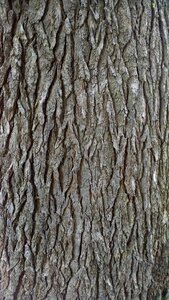 Pine rough gray tree photo