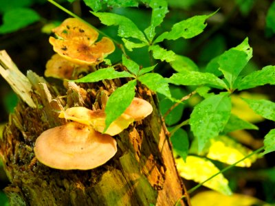 Mushrooms, Pat Cohee--July 2018