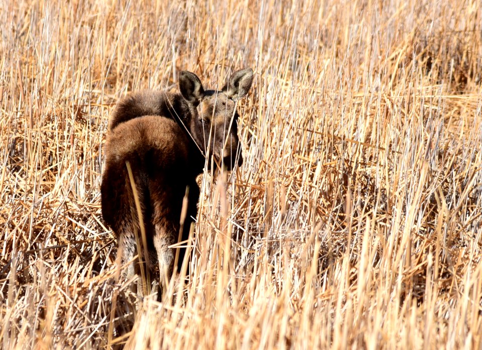 Moose on Seedskadee National Wildlife Refuge