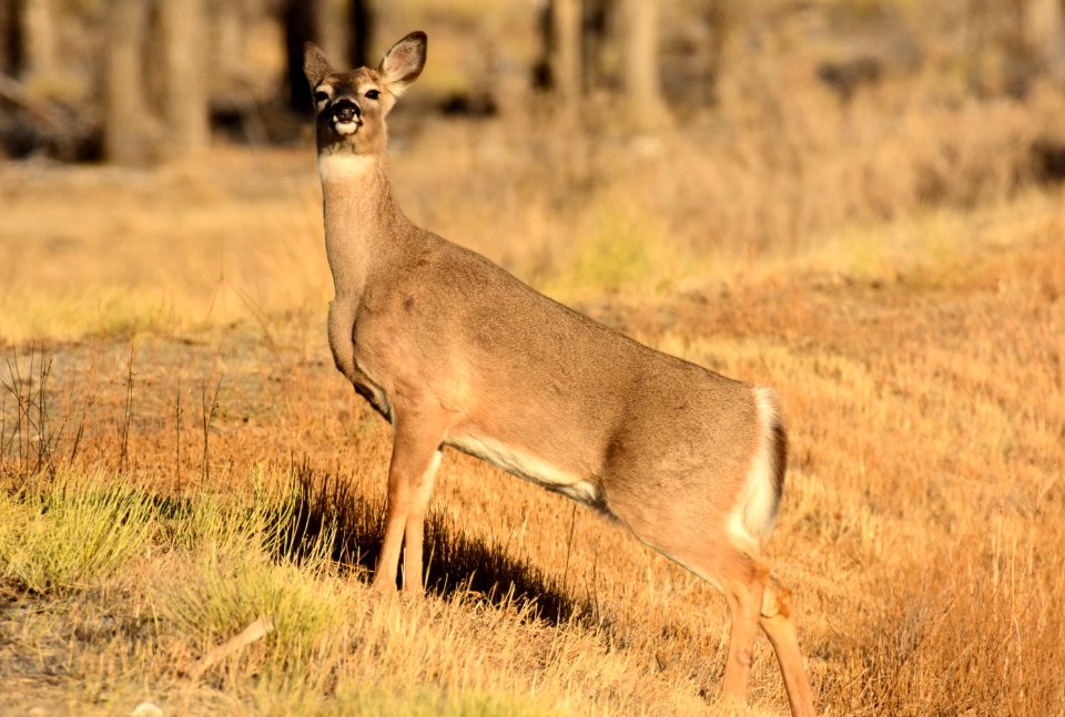 White-tailed deer at Seedskadee National Wildlife Refuge